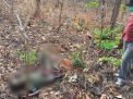 Geger, Mayat Sudah Membusuk Ditemukan di Hutan Ngunut - Dander