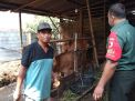 Komitmen Babinsa Balongpanggang dalam Mengembangkan Sektor Peternakan Sapi di Wilayah