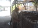 Maksimalkan Hasil Budidaya Ikan Lele dengan Kondisikan Air Kolam, Saran Babinsa Balongpanggang