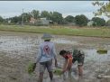 Wujudkan Ketahanan Pangan Wilayah, Babinsa Dukun Terus Dampingi Petani Binaan