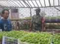 Babinsa Panceng Dampingi Para Poktan Binaan dalam Persemain Bibit Cabe dan Tomat