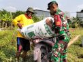 Sukseskan Hanpangan di Wilayah, Serka Mardiono Bantu Panen Padi Petani Binaan