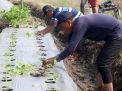 Kendalikan Inflasi, Pemkot Surabaya Tanam 1 Juta Bibit Cabai
