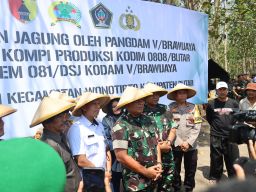 Tanam Jagung Di Ngeni Blitar Bersama Pangdam V Brawijaya