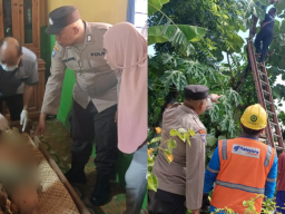 Tebang Ranting, Pria di Bojonegoro Tewas Tersengat Listrik di Atas Pohon