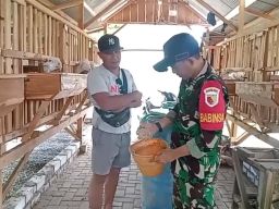 Komsos Serda Tormuji Bersama Peternak Kambing di Wilayah Panceng, Penuhi Permintaan Pasaran