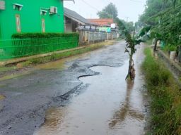 Bentuk Protes Warga Desa Lemah Duhur Kecamatan Tempuran Tanam Pohon Pisang Di Jalan
