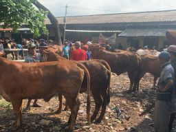 Paguyupan Pedagang Sapi dan Daging Segar Jatim Ragukan Jumlah Populasi Sapi yang di Publikasikan BPS