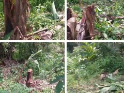 Karto Cs Bacok Pohon Pisang Milik Tetangga, Pemilik Lahan Lapor Polisi