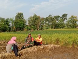Babinsa Terjun Ke Sawah Beri Motivasi Petani
