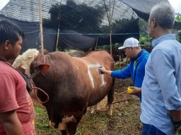 PDAM Surya Sembada Surabaya Bagikan 12 Ekor Sapi Hewan Kurban