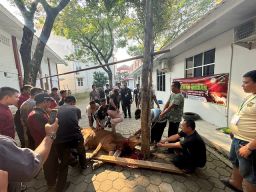 UNSIKA BERQURBAN: Perayaan Idul Adha 1445 H di Universitas Singaperbangsa Karawang