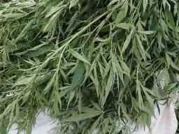 Siapa Otak Dari Penemuan Ladang Ganja di Lereng Semeru?