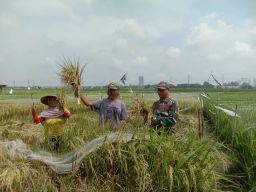 Di Hamparan Sawah, Babinsa Koramil Lakarsantri Menyatu dengan Nadi Petani untuk Wujudkan Ketahanan Pangan.