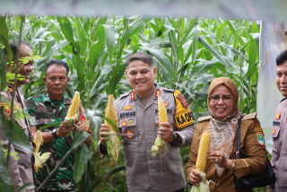 Kapolres Karawang Beserta Muspika Panen Tanaman Jagung