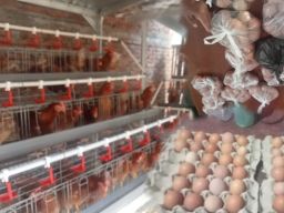 Program Gayatri di Tegalkodo, Baru 2 Bulan Ayam Sudah Bertelur 92 Persen