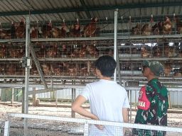 Komsos Babinsa Pengalangan, Upaya Dukung Usaha Peternakan Ayam Petelur Warga
