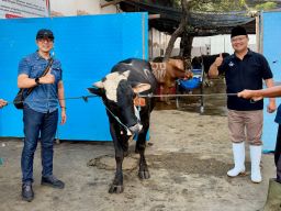 Perumda Air Minum Surya Sembada Kota Surabaya Salurkan 13 Ekor Sapi Qurban Untuk Warga Surabaya 