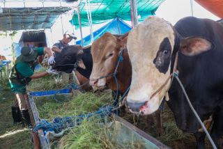 Daging Bebas Penyakit, Pelindo dan Pusvetma Perketat Pengawasan Hewan Kurban