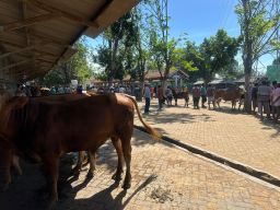 Harga Daging Sapi Terus Naik, Ada Apa Ini?