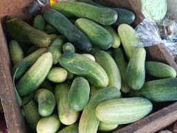 Awas!!! Harga Timun Melonjak Picu para " KANCIL"  Mencuri