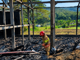 Kandang Ayam di Bojonegoro Terbakar, 28 Ribu Ekor Ayam Mati, Kerugian Capai Rp 6 Miliar