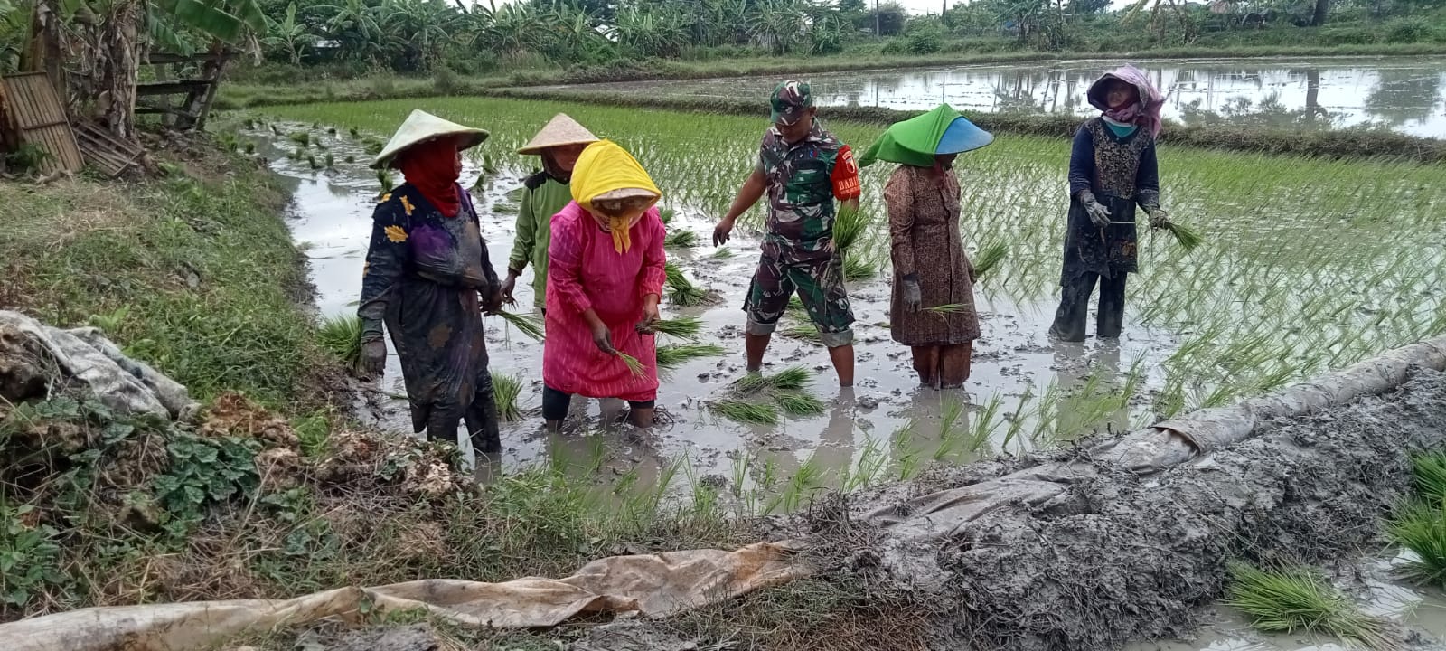 Wujudkan Kesejahteraan Petani, Babinsa Ujungpangkah Ikut Terjun Bantu Tanam Padi