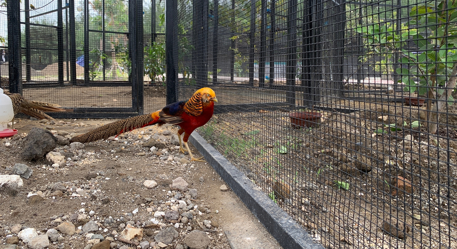 Mini Zoom Romokalisari Adventure Land kini Dilengkapi Koleksi Satwa Burung