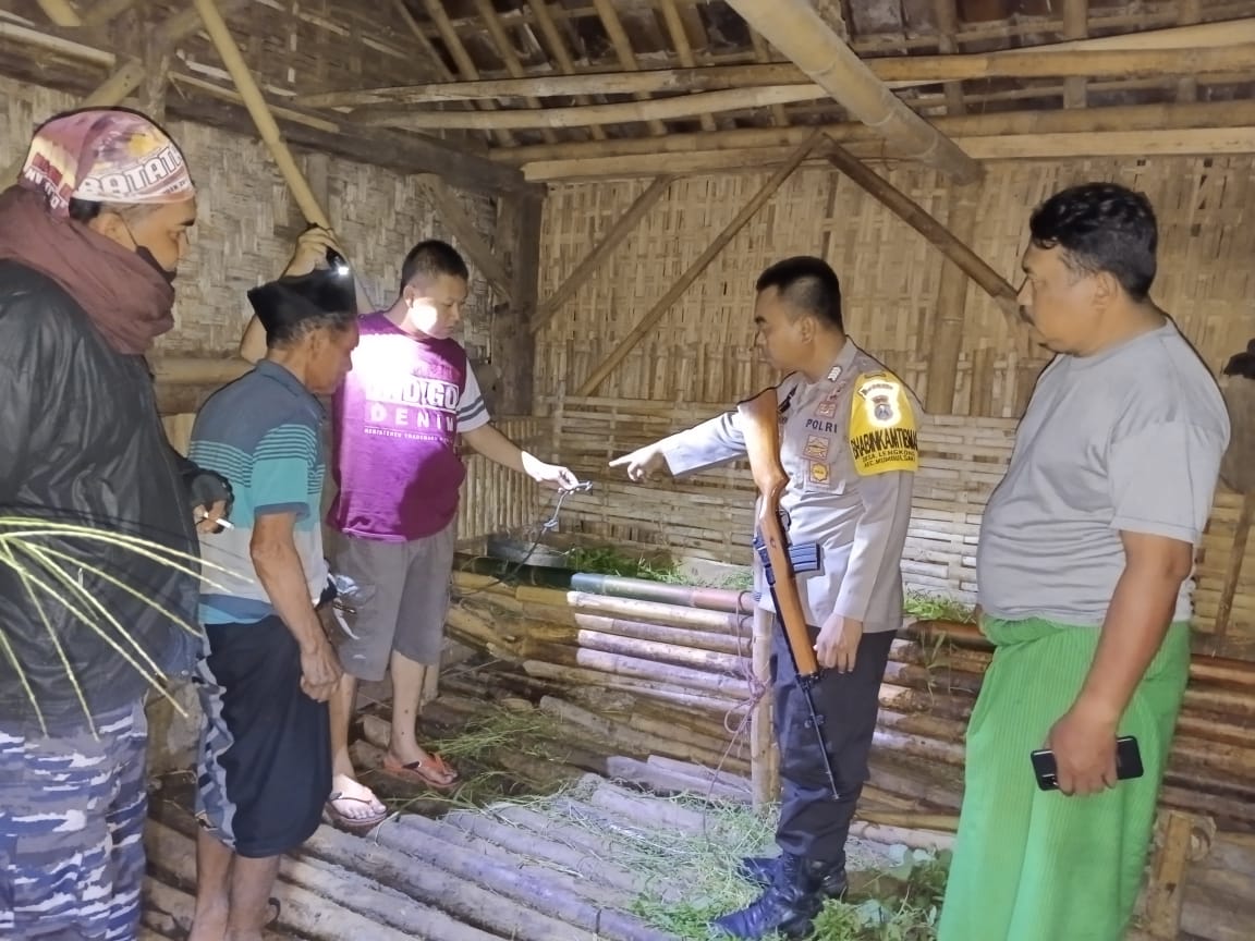 Polisi bersama Warga berhasil Gagalkan Aksi Pencurian Sapi