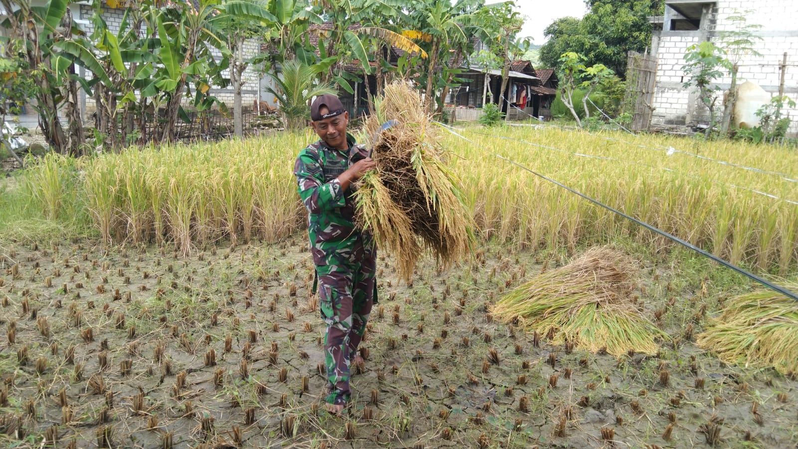 Dampingi Panen Padi, Babinsa Berikan Semangat Petani Binaan untuk Tingkatkan Produksi Pertanian