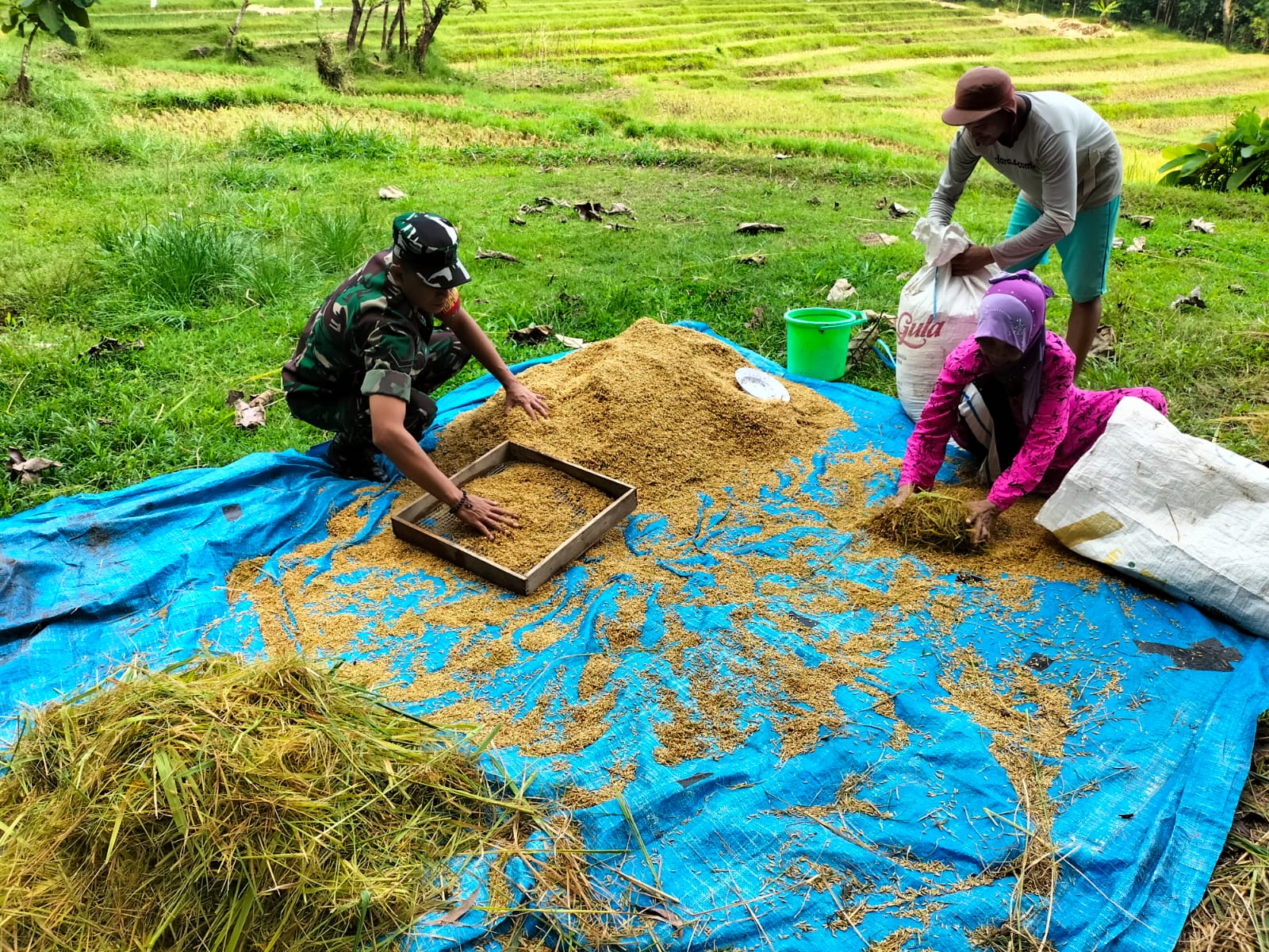 Babinsa Koramil 0817/18 Tambak Terjun Langsung ke Sawah, Bantu Petani Binaan dalam Panen Padi