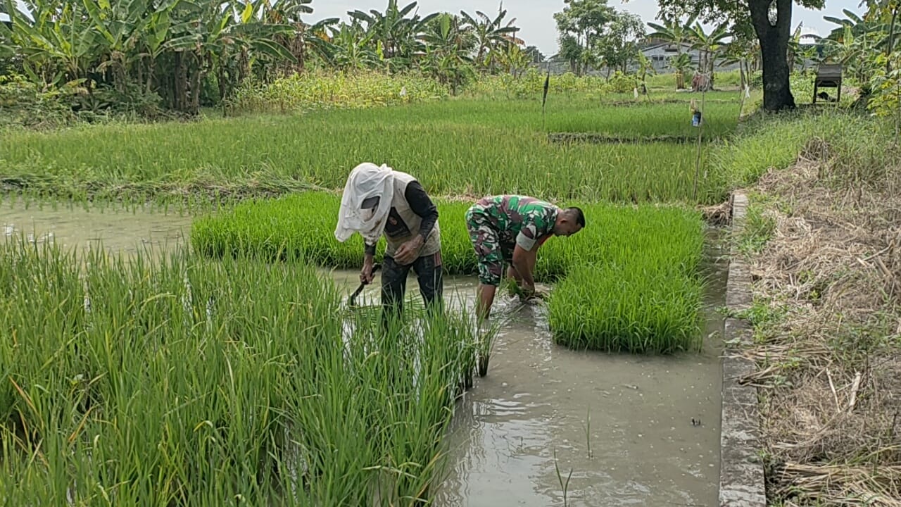 Dukung Ketahanan Pangan, Serda Yahya Dampingi Petani Binaan Tanam Padi di Sawah