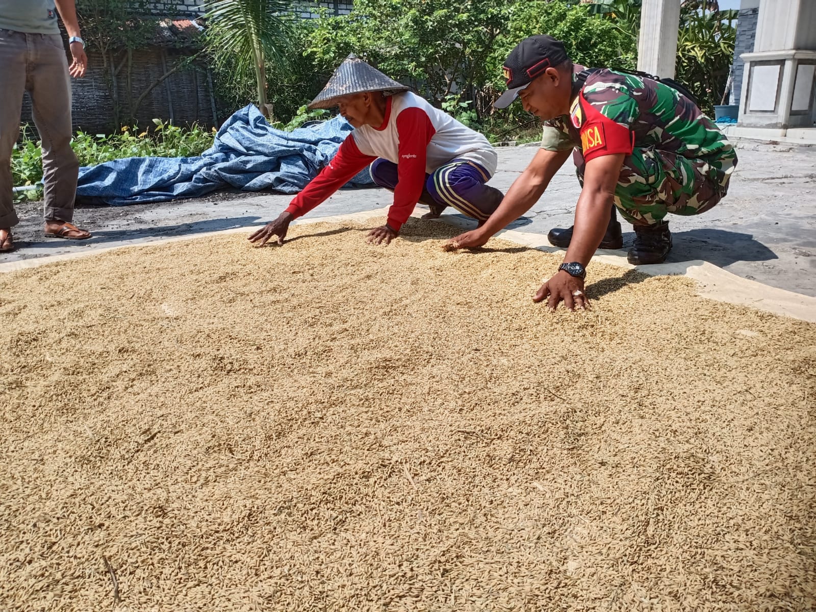 Penjemuran Padi oleh Petani Binaan, Babinsa Selalu Aktif Dampingi dan Berikan Saran
