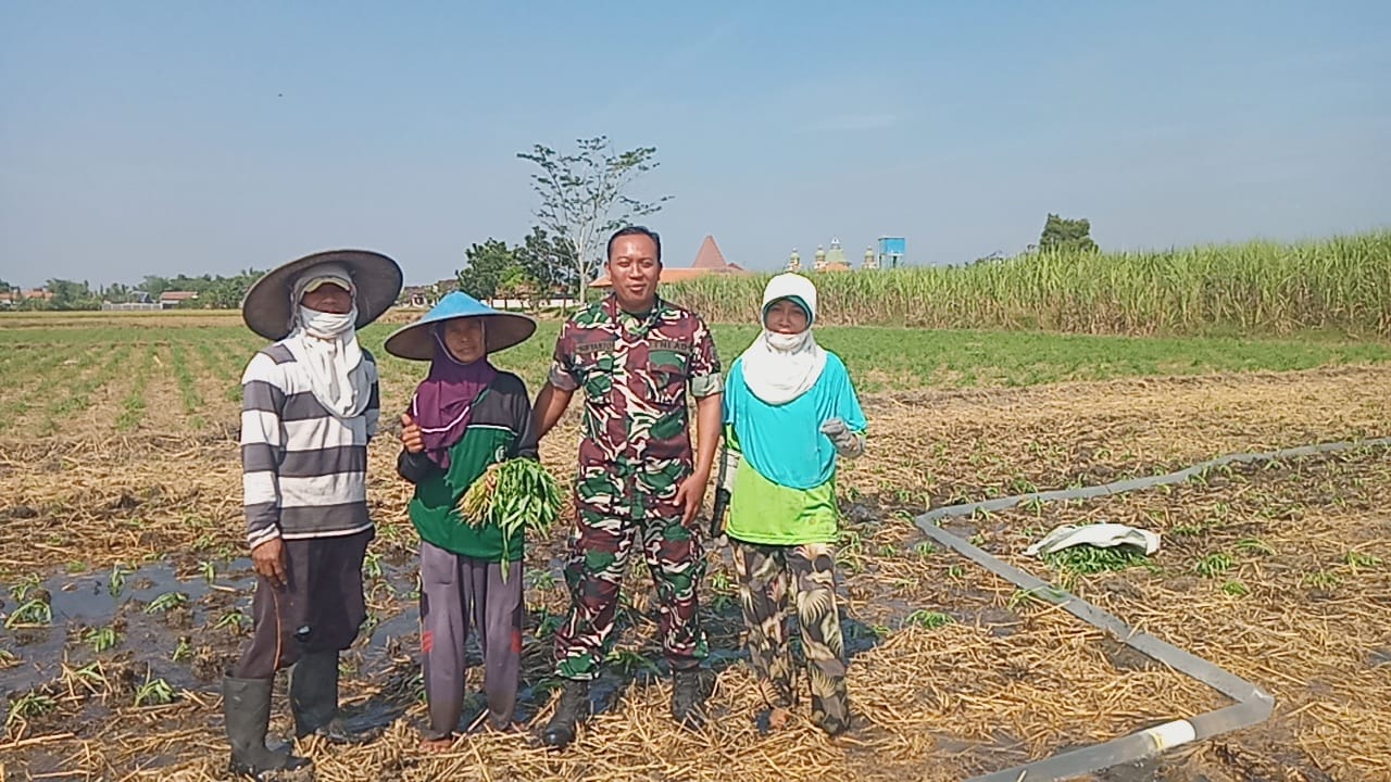 Maksimalkan Hasil Panen Di Wilayah Binaannya, Serda Sufyanto Komsos Dengan Petani Kangkung