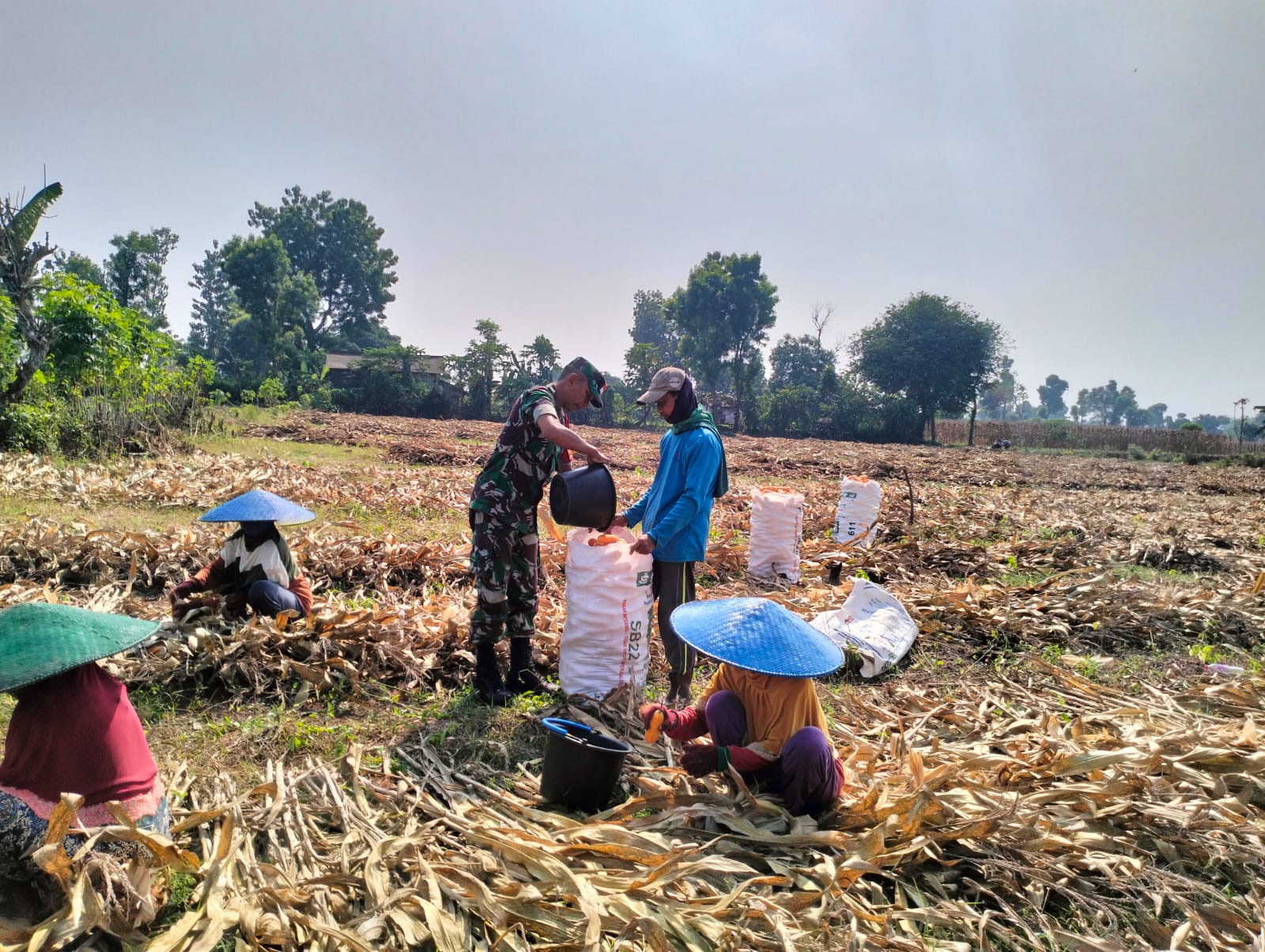 Babinsa Bantu Proses Panen Jagung, Slalu Laksanakan Pendampingan Hingga Capai Hasil Panen Memuaskan