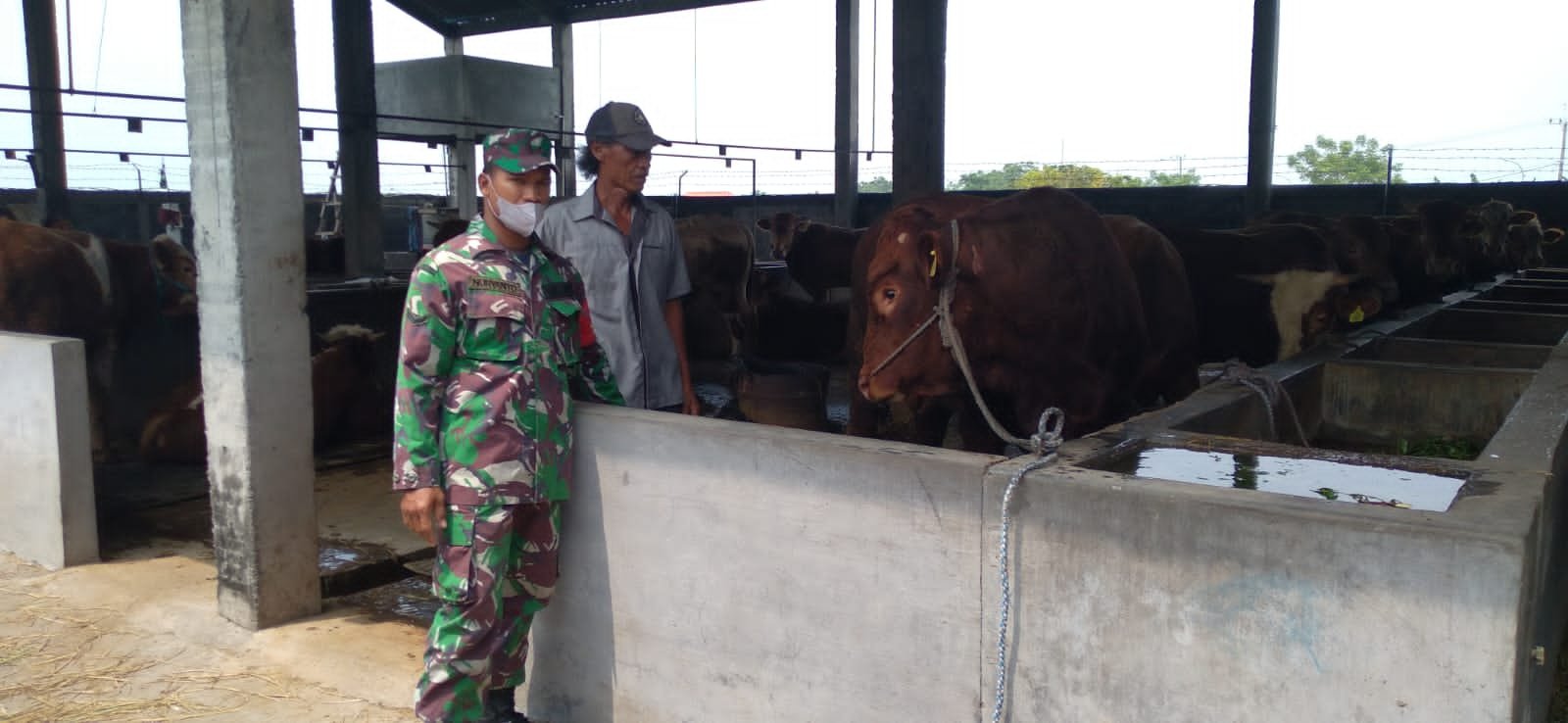 Pendampingan Peternak Sapi Binaan, Wujudkan Penyediaan Hewan Ternak ...