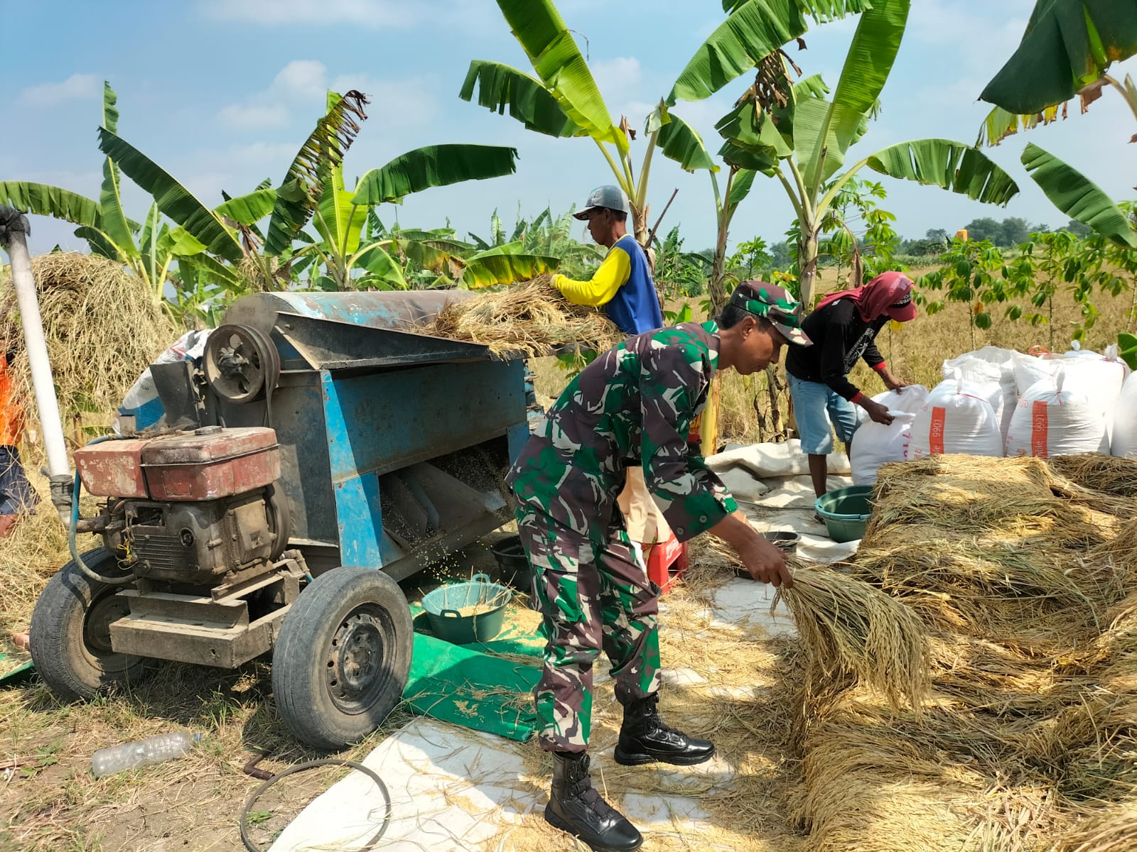 Membantu Proses Perontokan Padi, Serda Heru Berharap dapat Menumbuhkan Semangat Semangat Petani Binaan