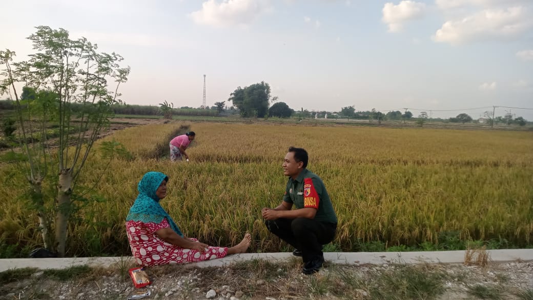 Dorong Semangat Mengelola Lahan Pertanian, Babinsa selalu Dekat dengan Petani Binaan