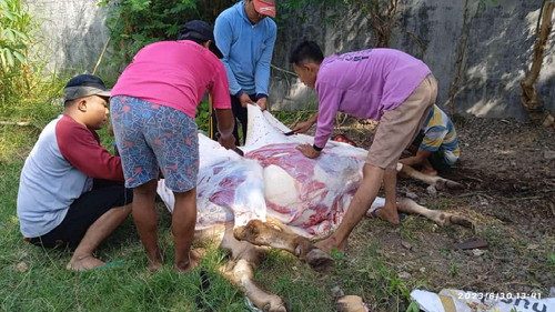 Idul Adha Bersama Rakyat, Partai PKS DPD Bojonegoro Bagikan Ratusan Daging Kurban