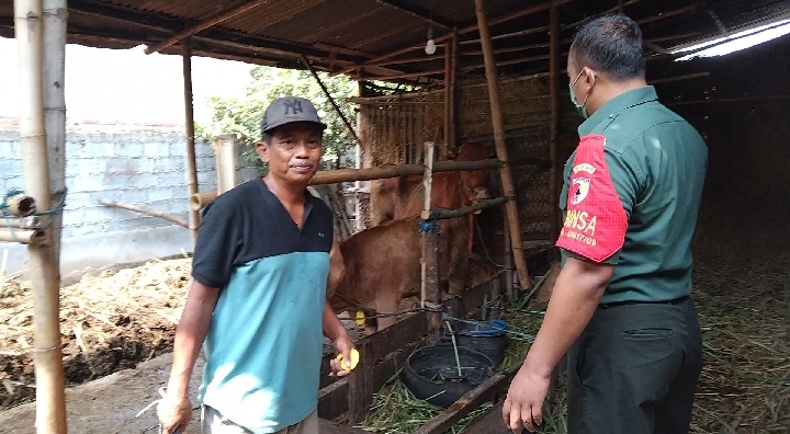 Komitmen Babinsa Balongpanggang dalam Mengembangkan Sektor Peternakan Sapi di Wilayah