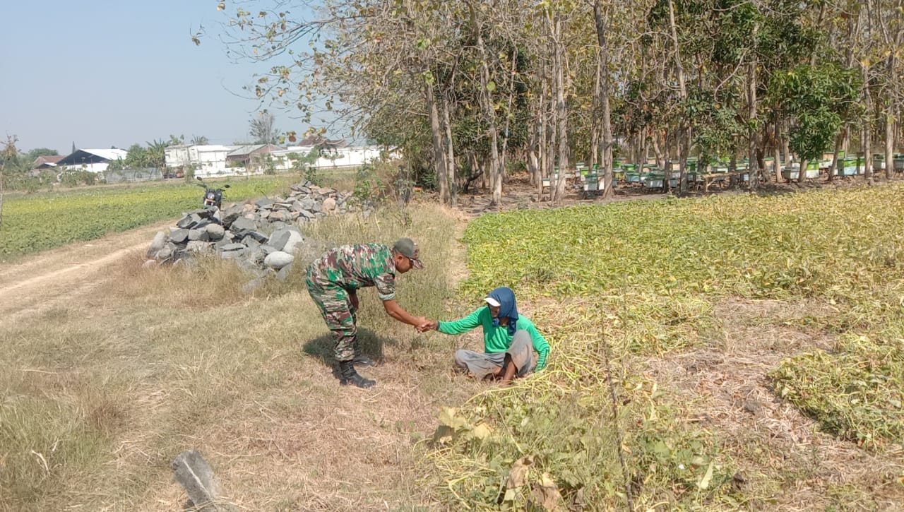 Tingkatkan Hasil Panen, Babinsa Serda Hari Berikan Saran Petani Kangkung di Wilayahnya