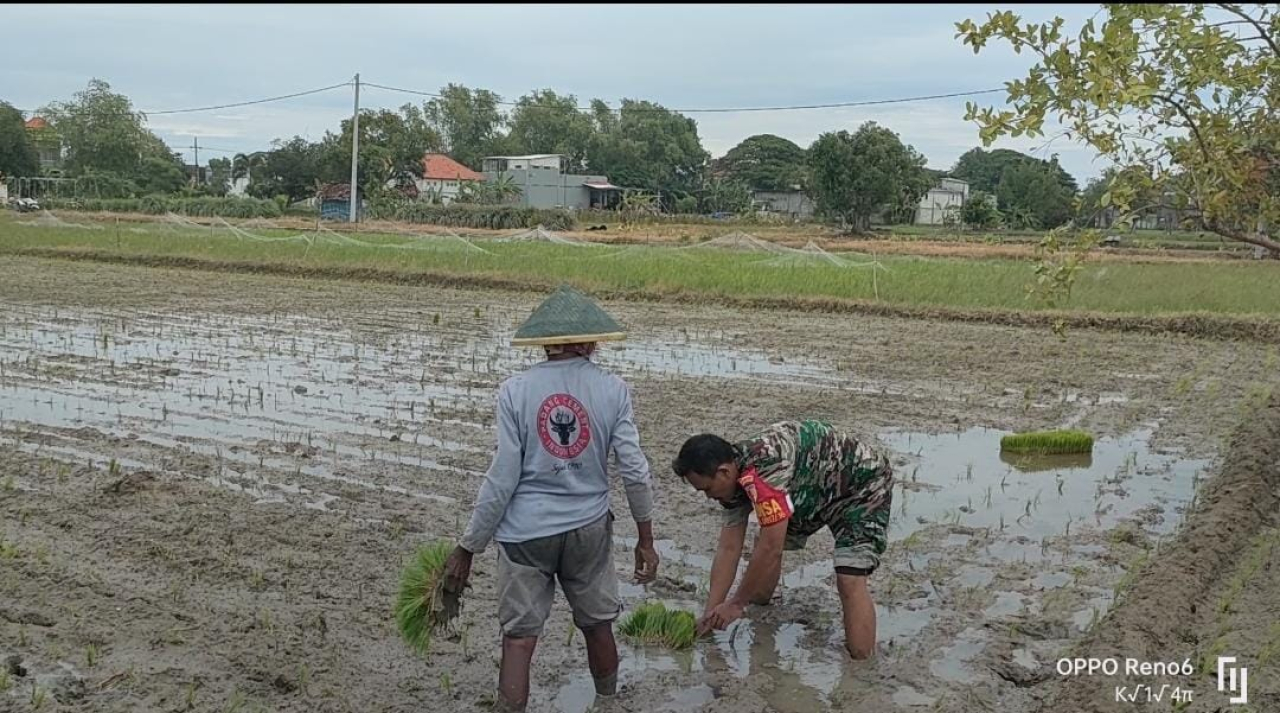 Wujudkan Ketahanan Pangan Wilayah, Babinsa Dukun Terus Dampingi Petani Binaan