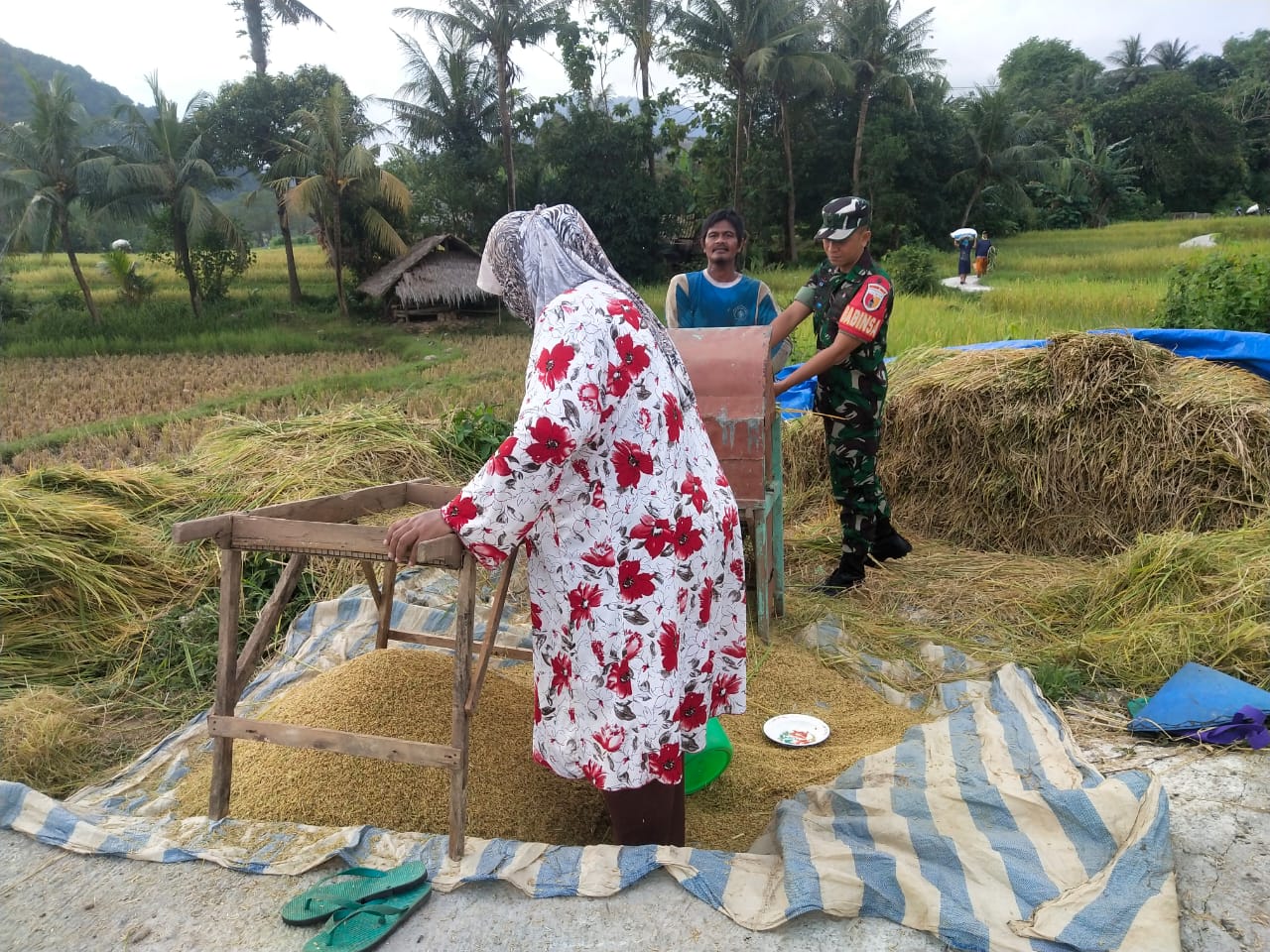 Babinsa Koramil 0817/18 Tambak, Dukung Penuh Usaha Mandiri Petani Binaan