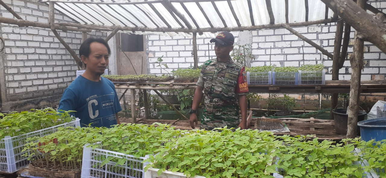 Babinsa Panceng Dampingi Para Poktan Binaan dalam Persemain Bibit Cabe dan Tomat