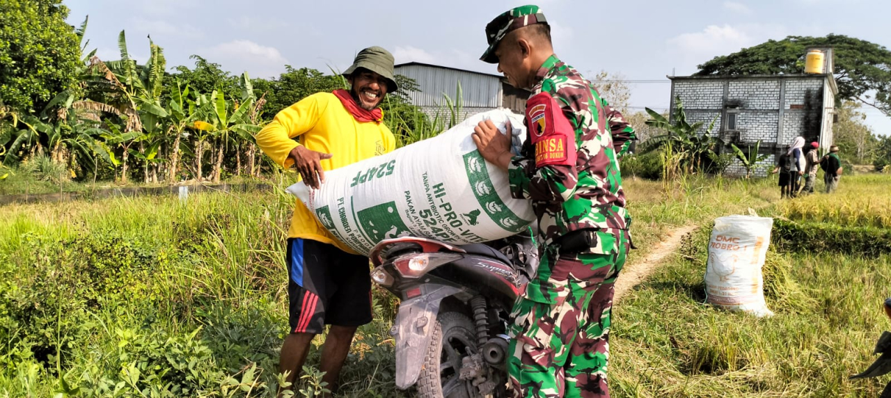 Sukseskan Hanpangan di Wilayah, Serka Mardiono Bantu Panen Padi Petani Binaan