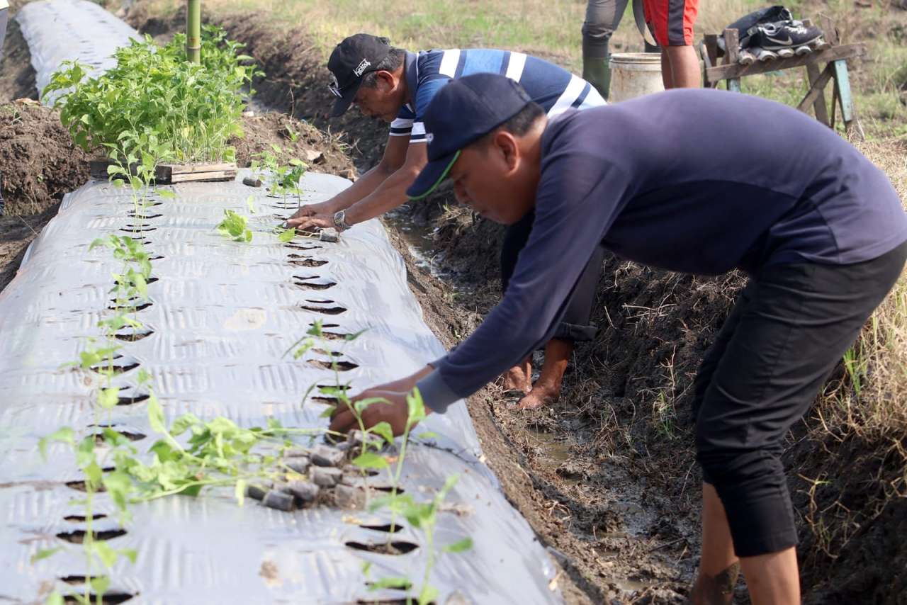 Kendalikan Inflasi, Pemkot Surabaya Tanam 1 Juta Bibit Cabai