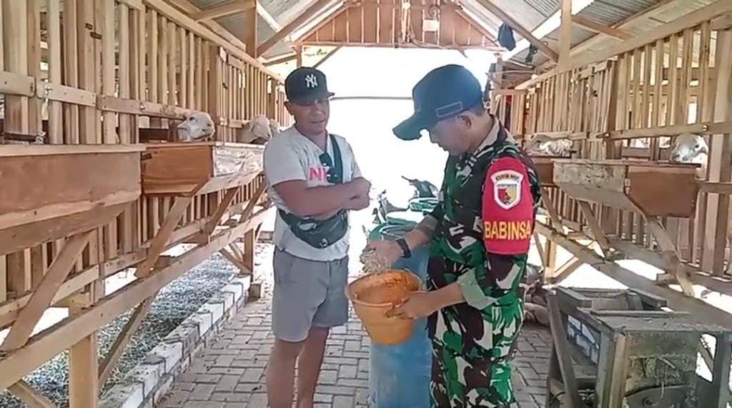 Komsos Serda Tormuji Bersama Peternak Kambing di Wilayah Panceng, Penuhi Permintaan Pasaran