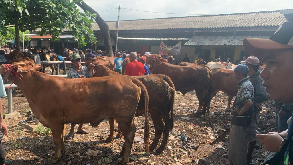 Paguyupan Pedagang Sapi dan Daging Segar Jatim Ragukan Jumlah Populasi Sapi yang di Publikasikan BPS