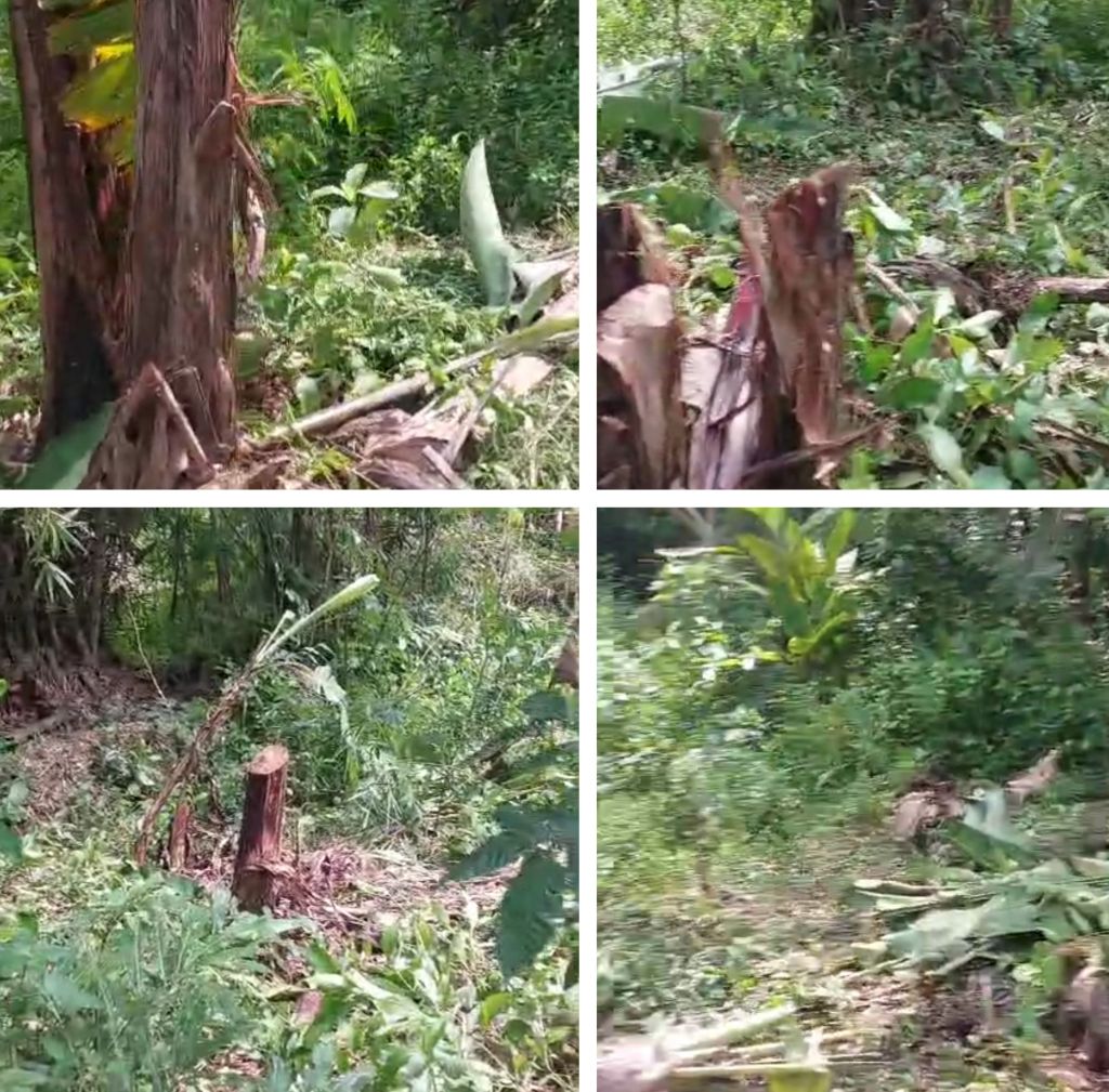 Karto Cs Bacok Pohon Pisang Milik Tetangga, Pemilik Lahan Lapor Polisi