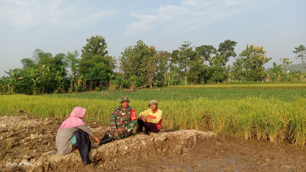 Babinsa Terjun Ke Sawah Beri Motivasi Petani